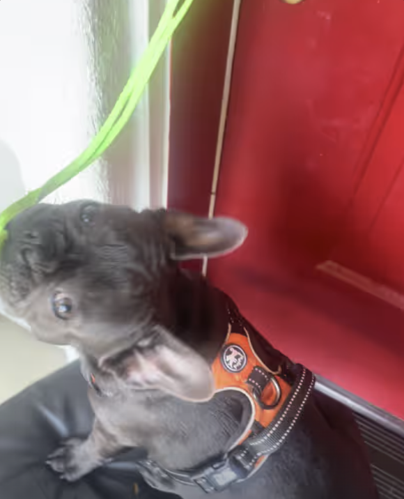 Frenchie opening front door after her walk !